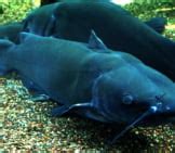 Channel Catfish - Description, Habitat, Image, Diet, and Interesting Facts