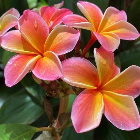Plumeria Frangipani Kona Sunset - Plant Hawaii