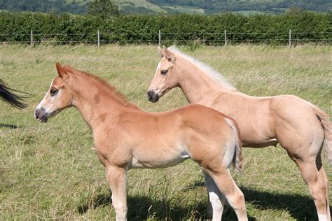 What to feed a broodmare and foal - Pure Feed
