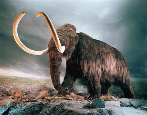 Curiosità animali: Mammut vivo nel 2012! - FocusJunior.it
