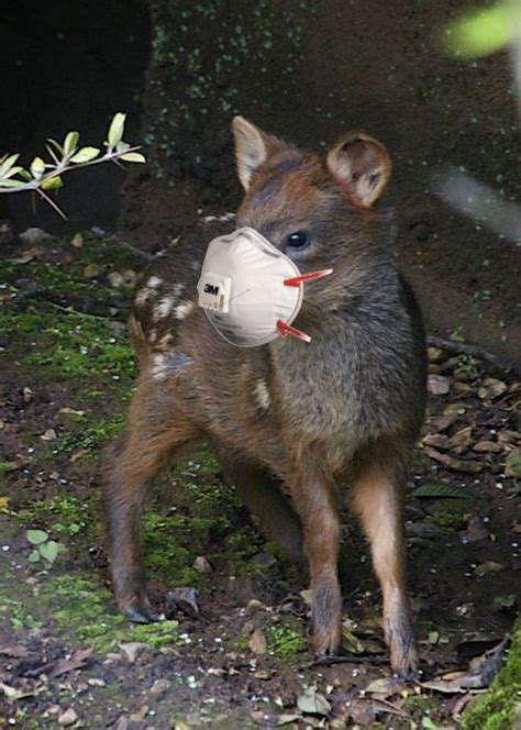 100% Pudu