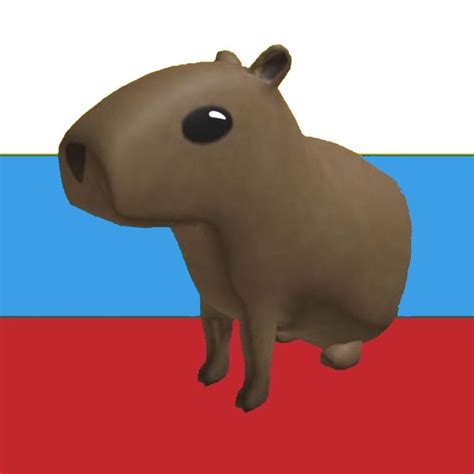 Русская капибара | Капибара, Смешные фотографии животных, Смешные гифки