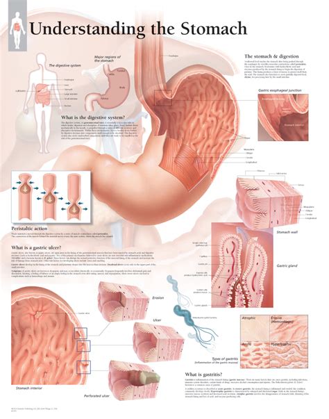 Understanding the Stomach | Scientific Publishing