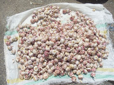 confit garlic recipes 3