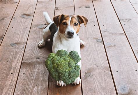 Can Dogs Eat Broccoli? | Best Friends Veterinary Hospital
