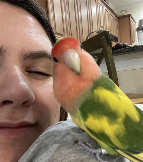 what happens if lovebird injured naturally 3