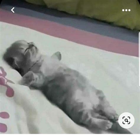 кот в постели | Котята, Очаровательные котята, Детеныши животных