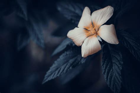 Beautiful Damiana flower or Turnera diffusa on black and white