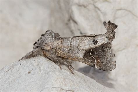 Clostera anachoreta - Catalogue of the Lepidoptera of Belgium
