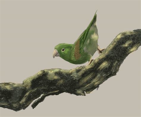 Jungle Bird Illustration by isalita11 on DeviantArt