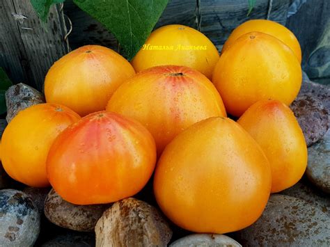 Томат Золотое колесо: описание сорта, ОТЗЫВЫ, фото