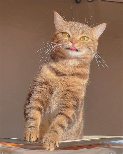 Pin by Khawla alkhatib on Cute cats | Interactive cat toys, Indoor cat ...