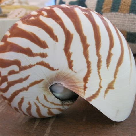 Large Nautilus Shell - Etsy