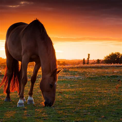 Photos of Beautiful Horses. 160 High Quality Images for Free