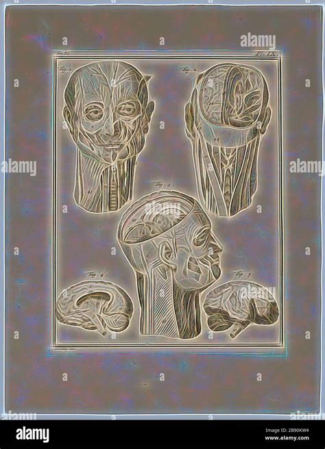 Homo Sapiens Sapiens Skull High Resolution Stock Photography and Images ...