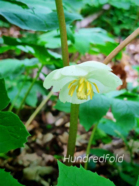 Mayapple Seeds - Podophyllum peltatum (5 Seeds) | Native Canadian Wild