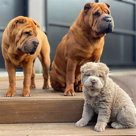 Shar Pei Coat Colors: A Rainbow of Wrinkles - Rocky Kanaka