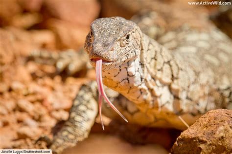 Perentie Facts: Meet The Largest Lizard In Australia. Pictures, Info ...