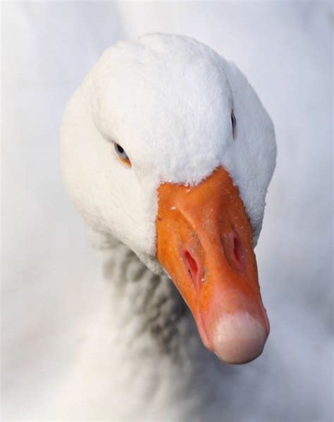 Goose Up Close Free Photo Download | FreeImages