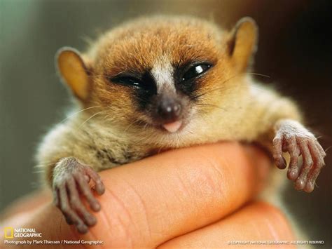 13+ Mouse lemur pet information