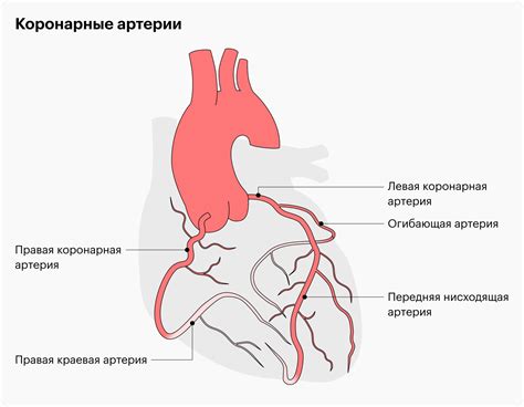 Острый коронарный синдром: причины и симптомы, диагностика, первая ...