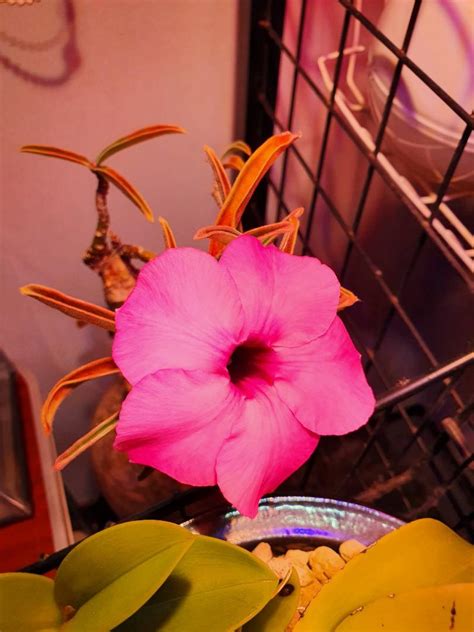 Adenium swazicum, Furniture & Home Living, Gardening, Plants & Seeds on ...