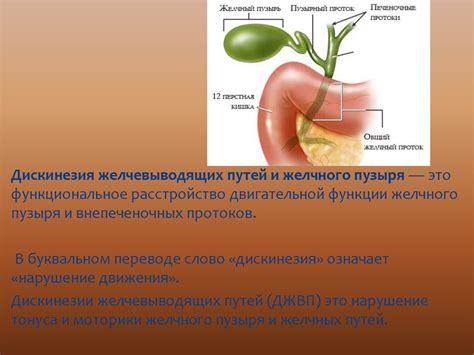 Дискинезия желчевыводящих путей и желчного пузыря - презентация онлайн