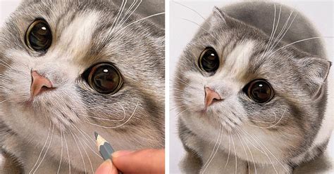 draw realistic cat nose