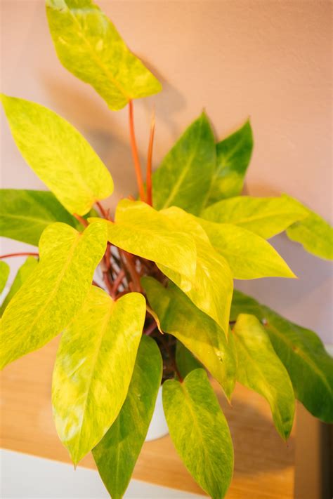 Philodendron Painted Lady — Plantologie