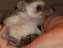 Hedgehog - Wikipedia
