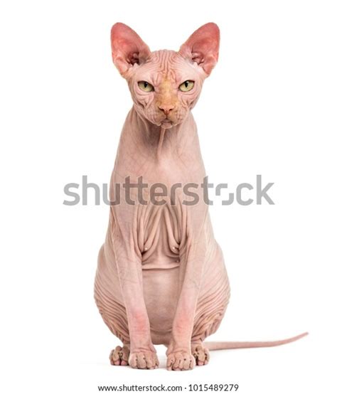 15,870 Hairless Cat Stock Photos, Images & Photography | Shutterstock