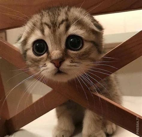 Создать мем "котики смешные, умоляющий котик, милый грустный котик ...