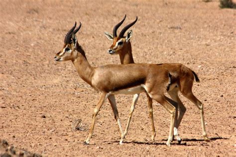 ANIMALES DE ÁFRICA - Nombres y Fotos + 80 EJEMPLOS