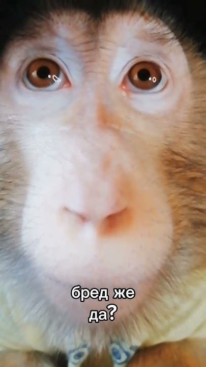 бред же #brother #monkey #обезьяна #майнкрафт #роблокс #бибизянки # ...