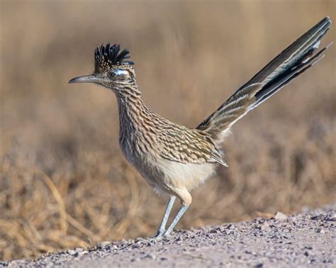 roadrunner bird facts fact animal