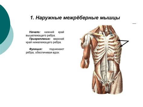Анатомия грудной клетки - презентация онлайн