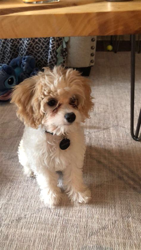 180 best r/cavapoo images on Pholder | Does anyone know what this is