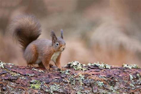 Прикольный смешной енот · бесплатная фотография от webphp - картинки на ...
