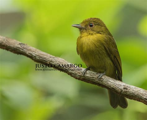 An evolutionary enigma: the sapayoa