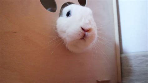 Кролик Моти наводит свои порядки 🐰 - YouTube