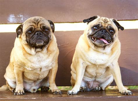 hd wallpaper  adult fawn pugs     sitting  brown