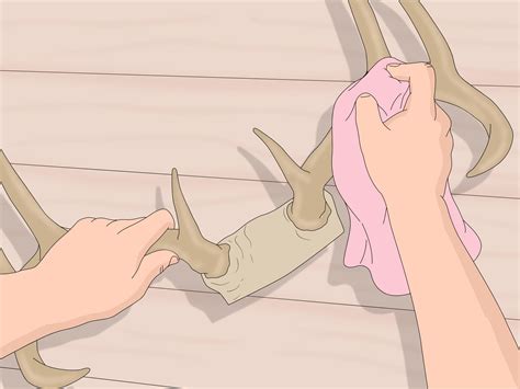 How to Clean Deer Antlers: 8 Steps (with Pictures) - wikiHow