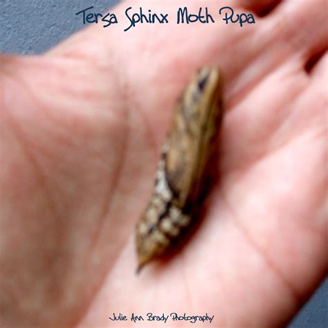 Julie Ann Brady : Blog On: Tersa Sphinx Moth