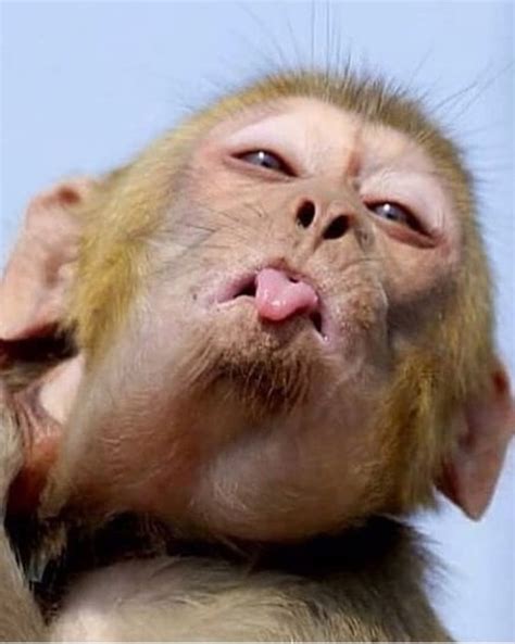 Create a Funny Monkey Meme