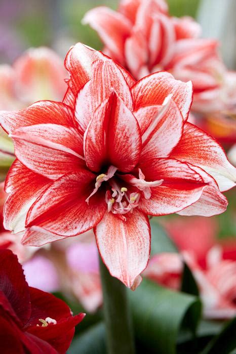 Amaryllis Dutch 'Flamed Amadeus' Amaryllis from ADR Bulbs