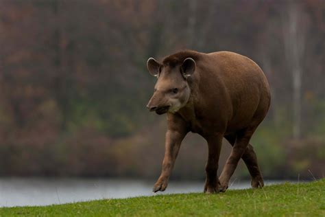 Surprising Facts About Tapirs