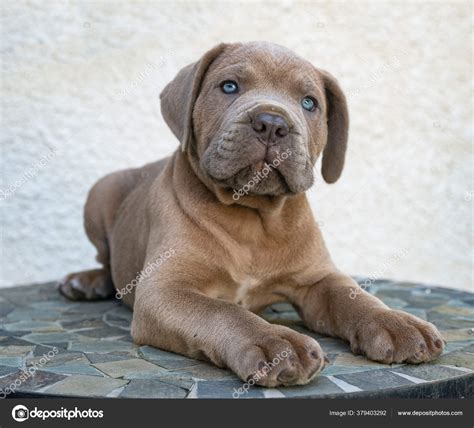 Italian Cane Corso Puppies