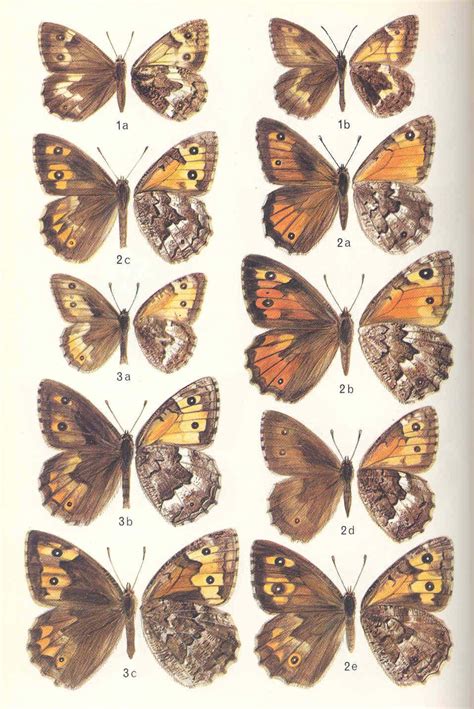 A field guide to the butterflies of Britain and Europe. [Papilionidae ...