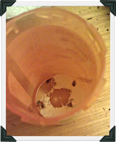how long does diatomaceous earth take to kill bed bugs