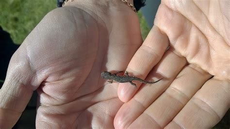 200+ Free Salamander & Nature Photos - Pixabay